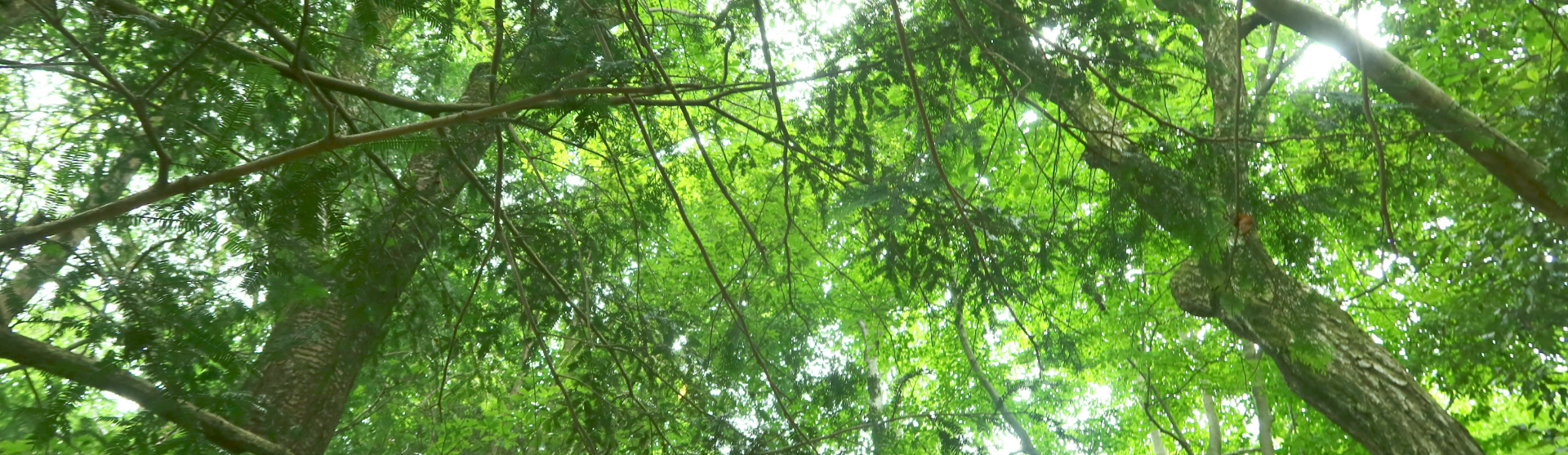 活動報告一覧